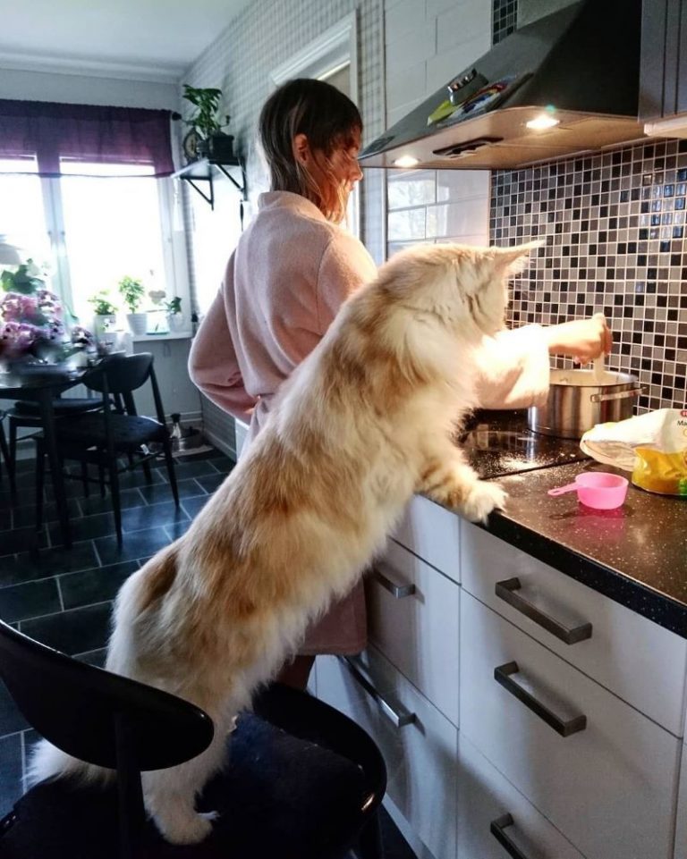 Peut on avoir un maine coon en appartement Afarse