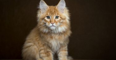 Caractère chat maine coon