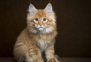 Caractère chat maine coon