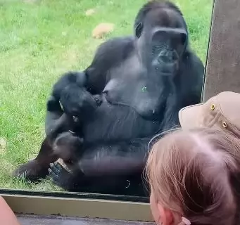 maman bébé tient son bébé face aux visiteurs du zoo