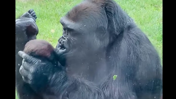 maman gorille embrasse son bébé 